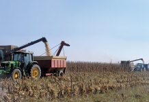 Higher maize yield boosts production figures