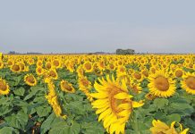 ‘African farmers need the latest seeds’