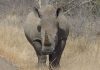 ‘Legalise trade in rhino horn to save populations’