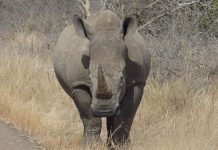 ‘Legalise trade in rhino horn to save populations’