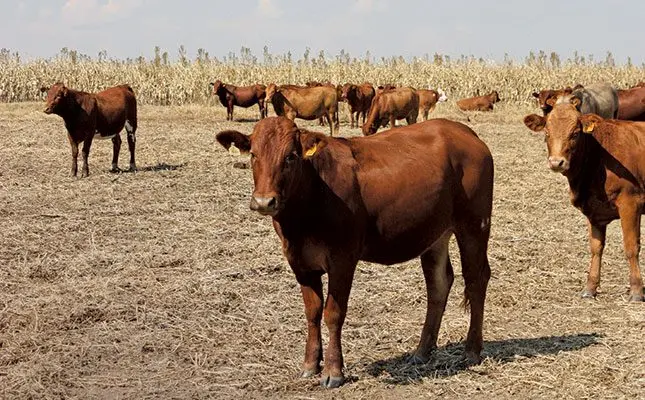 World Zoonosis Day highlights the fight against zoonotic diseases