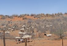 More red meat exports needed to stabilise market