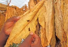 Proposed tobacco law has repercussions for crime and sin foods