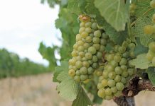 Local problems more of a threat to SA than losing AGOA