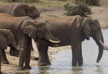 How elephant populations are being controlled using contraceptives