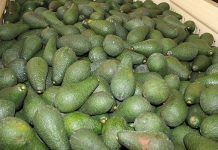 Limited consumer spending hits avocado market