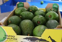 BRICS summit opens export markets for SA agriculture