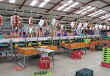 Farm jobs increase, but wage rise could dampen growth