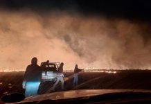 Three hundred sheep killed by veldfire in the Free State