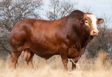 Simbra bull sets new SA record of R550 000