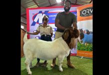Boer goat buck sold for a record price on auction