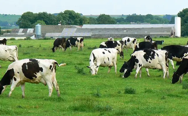 Low producer prices put pressure on the UK’s milk supplies