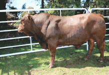 Hencil Bonsmara Stud Production Sale