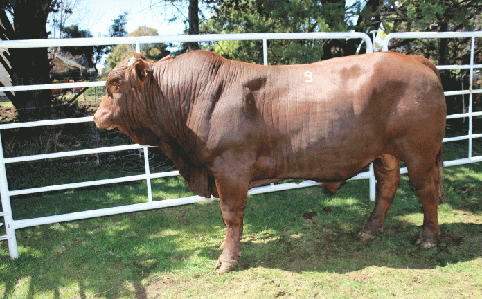 The bull CCV 21 0059 achieved the highest price of the day of R110 000