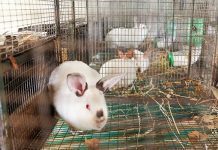 Rabbits dying en masse as RHDV sweeps SA