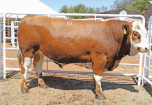 Skilderkrans Simmentaler Stud Production Sale