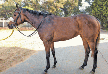 Bloodstock SA’s Online October Auction