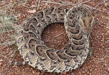 Watch out for snakes this summer!