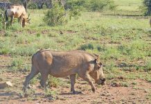 More warthogs must be culled, say sheep farmers