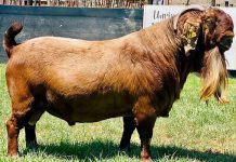 Record price for Kalahari Red buck in Botswana