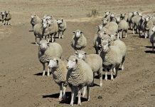 Encouraging successes achieved in tackling stock theft