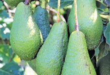 Focused pricing for avocados will sustain the industry