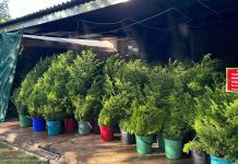 Live Christmas trees: easy money? Not quite! real christmas trees