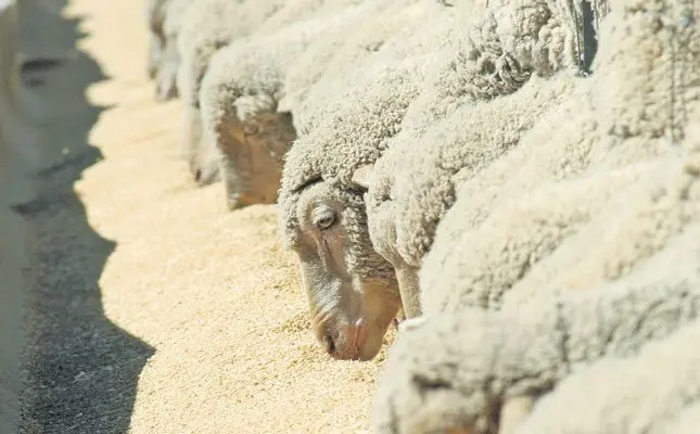 Securing the future of meat production in SA