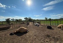 A second case of cattle poisoning reported in North West