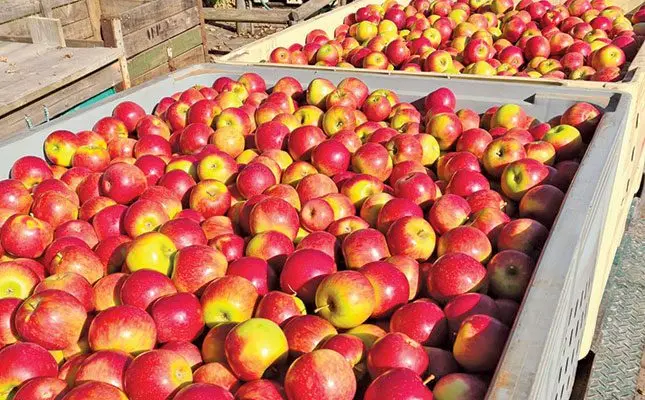 Making the most of the Cripps Red