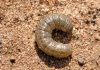 The basics of cutworm management cutworm