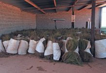 China markedly reduces import duties on rooibos