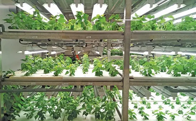 Egyptian agritech company unveils soilless solution to water shortage
