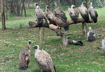 Largest vulture relocation ever well on track Vultures