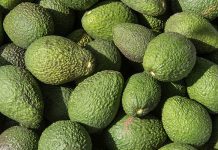 South African avocados head for Japan