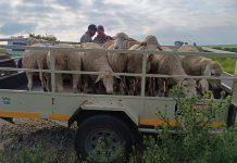 Alert farmers and workers reduce incidence of stock theft sheep stock theft helibron