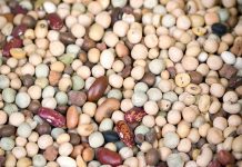 World Pulses Day highlights this miracle food