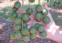 Macadamias are on the mend