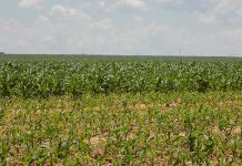 Nearly R2 billion spent on failed land reform