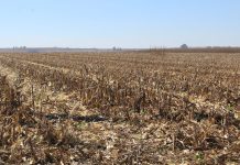 Lower yields and prices expected for 2024 summer crop harvest