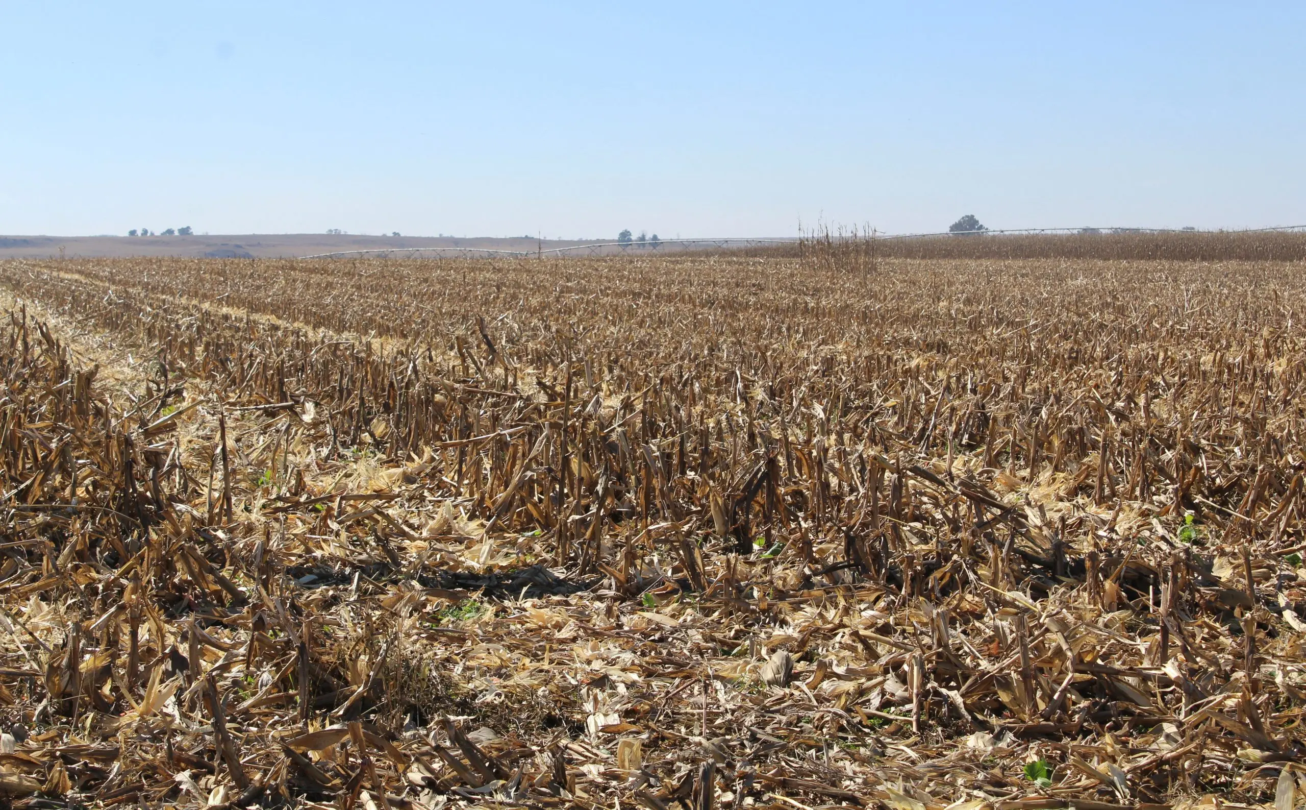 Lower yields and prices expected for 2024 summer crop harvest