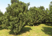 Macadamia industry scammed out of R4 million during theft probe