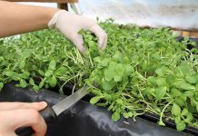 Farmers still feeling the pinch after COVID-19