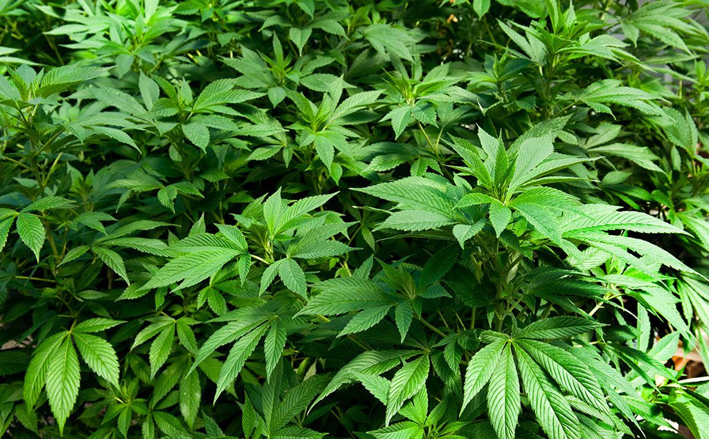 Mastering hemp cultivation: best practices for growers