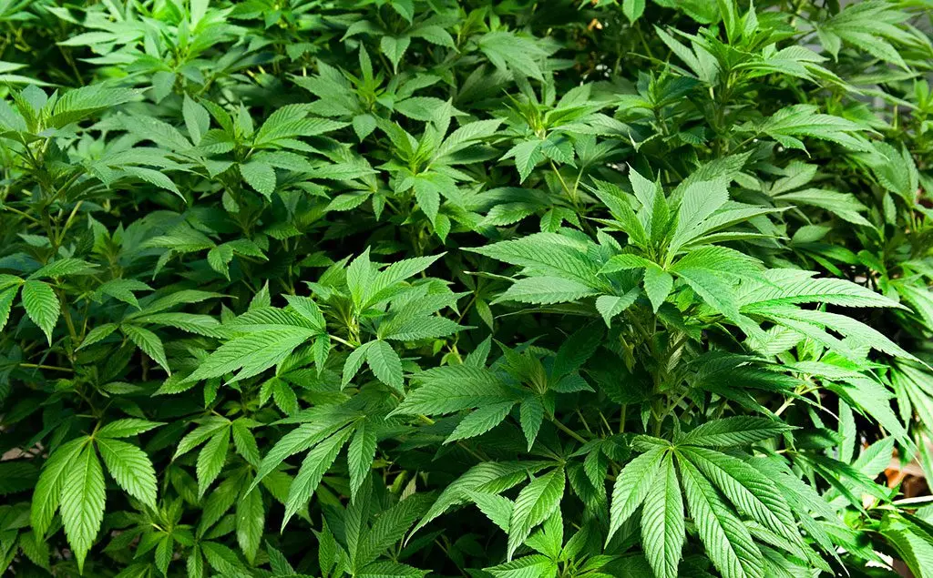 Mastering hemp cultivation: best practices for growers