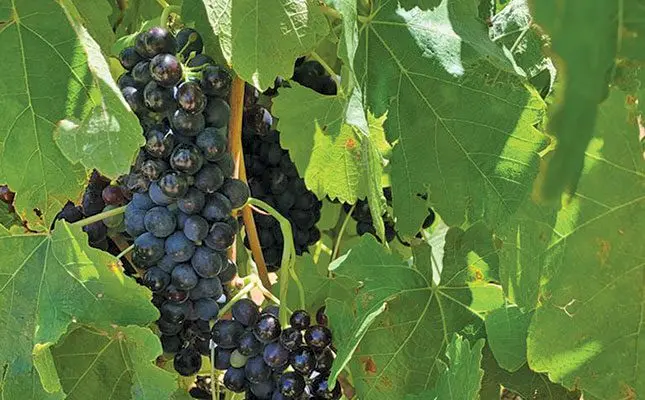 Sharpen those  blind-tasting buds with these great tips