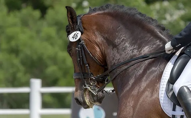 Are nosebands really necessary?