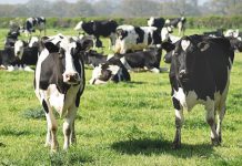 Foot-and-mouth outbreak in Eastern Cape