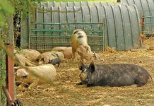 Livestock farmers warned to get welfare in place