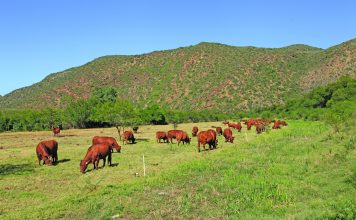 Regenerative farming: from ‘lifeless dust’ to productive farm